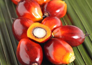 Circular Economy: The Way Forward for Palm-Based Industries