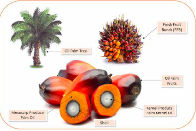 Numerous Benefits of Palm Kernel Oil 